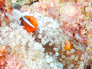 ハマクマノミ, クマノミ亜科,一家 Tomato clownfish, Amphiprion frenatus,...