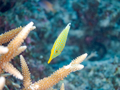 テングカワハギ, カワハギ科,
Harlequin filefish, Orange spotted filefish, Oxymonacanthus longirostris, 
美しいサンゴ礁と熱帯魚の群れ。
嘉比島沖縄県
島尻郡慶良間諸島座間味島-2025
沖縄本島から40km西方の諸島。30以上の島嶼群全体が国立公園に指定。珊瑚礁の青い海と白い砂浜は世界屈指の美。貴重な動植物が多数生息。
