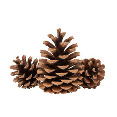 Set of natural pine cones