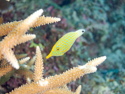 テングカワハギ, カワハギ科,
Harlequin filefish, Orange spotted filefish, Oxymonacanthus longirostris, 
美しいサンゴ礁と熱帯魚の群れ。
嘉比島沖縄県
島尻郡慶良間諸島座間味島-2025
沖縄本島から40km西方の諸島。30以上の島嶼群全体が国立公園に指定。珊瑚礁の青い海と白い砂浜は世界屈指の美。貴重な動植物が多数生息。
