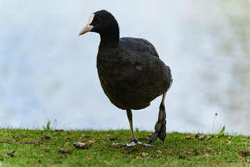 Obraz premium Black Eurasian coot standing alert near the calm waters of a Düsseldorf Hofgarten's lake