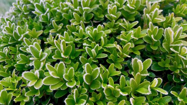 Green boxwood leaves covered with white hoarfrost and ice crystals. Macro nature photography, first frost, winter and ecology concept. Detailed texture of frost on plants.