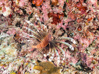 ハナミノカサゴ, ミノカサゴ亜科,
Red Lionfish, Pterois volitans,
美しいサンゴ礁と熱帯魚の群れ。
嘉比島沖縄県
島尻郡慶良間諸島座間味島-2025
沖縄本島から40km西方の諸島。30以上の島嶼群全体が国立公園に指定。珊瑚礁の青い海と白い砂浜は世界屈指の美。貴重な動植物が多数生息。
