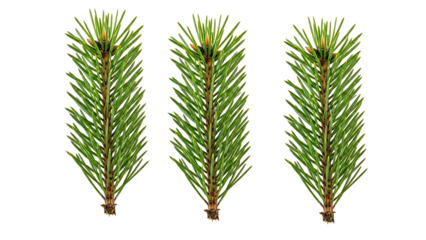 Bright green fresh fir sprigs isolated against a deep black background for design elements isolated on transparent background