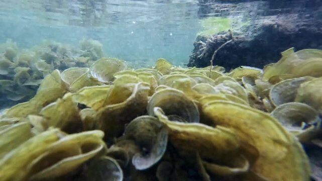 Underwater view dolly forward to a cluster of brown algae called Padina pavonica or peacock's tail in plankton rich water. Siaton, Negros Oriental, Philippines