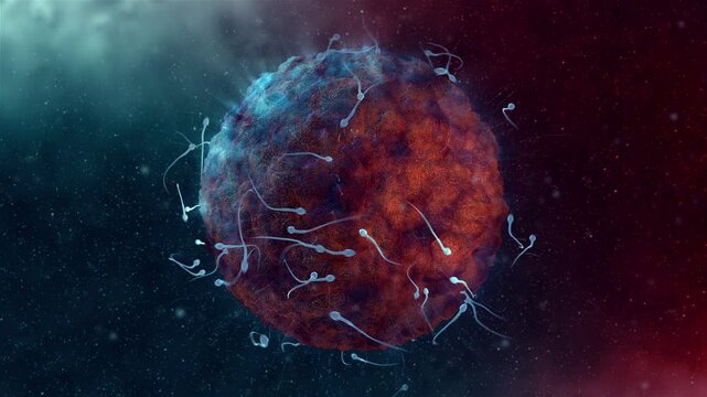 Human Fertilization Process