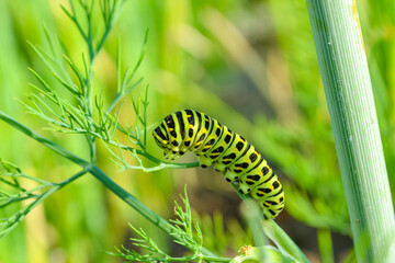 Papilio machaon butterfly caterpillar on dill © Natalia