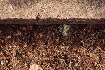Top view of park path with leaves and branches. Nature landscape with empty space for text. Ecology environment concept.