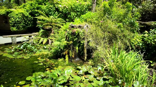 Garden pond with small waterfall and green plants