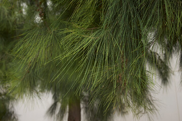 Casuarina equisetifolia tree 