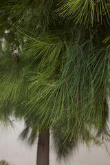 Casuarina equisetifolia tree 