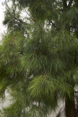 Casuarina equisetifolia tree 