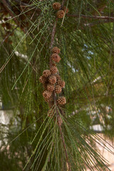 Casuarina equisetifolia tree 