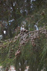 Casuarina equisetifolia tree 