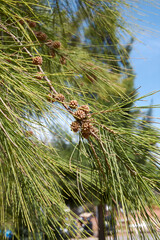 Casuarina equisetifolia tree 