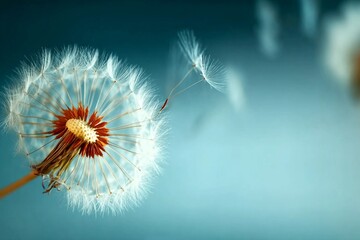 Fototapeta premium Closeup of dandelion on natural background