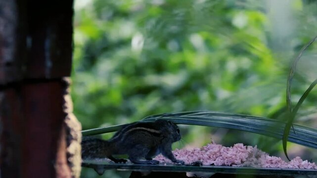 Striped squirrel eating rice in a lush green garden viewed through blurred foliage