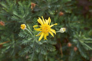 Euryops pectinatus plant close up