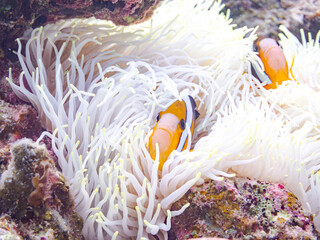 クマノミ, クマノミ亜科, 一家
Yellowtail clownfish, Clark's Anemonefish, Amphiprion...