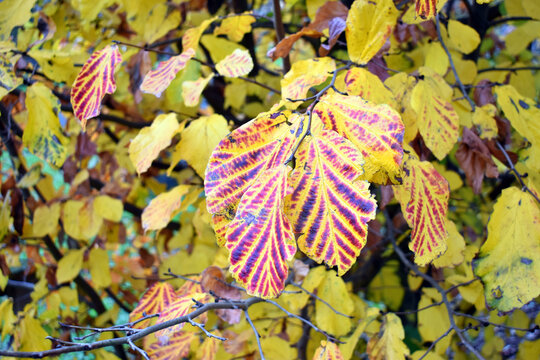 Detail of the autumn leaves of Parrotia persica