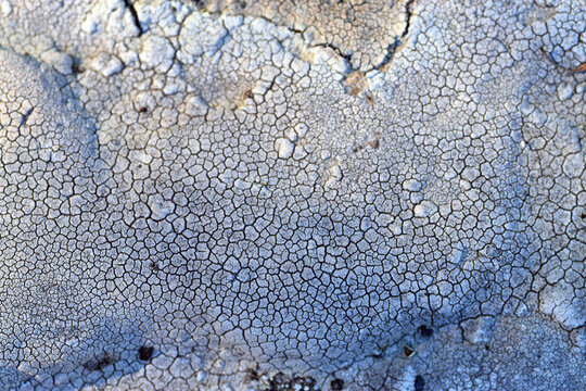 Crustose lichen on a rock