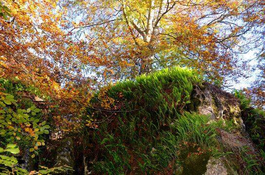 Polypodium cambricum ferns in an autumnal beech forest