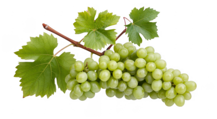 Bunch of green grapes with leaves isolated isolated on a transparent background