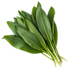 Obraz premium Bunch of green leaves isolated on a transparent background