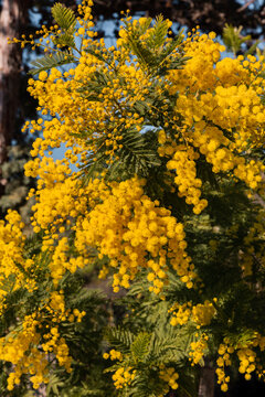 Mimosa fleuri, fleurs jaunes en gros plan sur une branche ensoleill&eacute;e