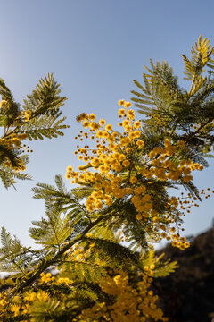 Branche de mimosa en fleurs en gros plan sur fond de ciel bleu