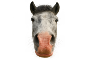 Horse animal head close up portrait with gray fur and pink muzzle isolated on transparent background