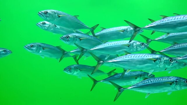 School of vibrant silver fish swimming together in a clear bright green ocean environment