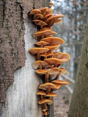 Samtfu&szlig;r&uuml;bling