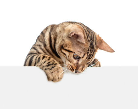 Playful bengal cat looking down above blank white banner. Isolated on white background