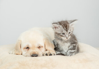 Sleepy Golden retriever puppy lying with tiny maine coon cat on a bed at home