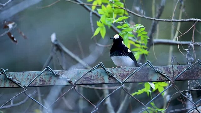The Spotted Forktail perches calmly on a fence rail, remaining alert within the quiet forest habitat.