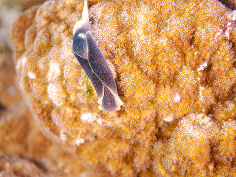 コナユキツバメガイ, カノコキセワタガイ科,
Chelidonura amoena, Sea slug,
美しいサンゴ礁と熱帯魚の群れ。
嘉比島沖縄県
島尻郡慶良間諸島座間味島-2025
沖縄本島から40km西方の諸島。30以上の島嶼群全体が国立公園に指定。珊瑚礁の青い海と白い砂浜は世界屈指の美。貴重な動植物が多数生息。

