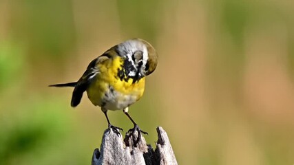 A small, vibrant bird with striking yellow, olive, and white plumage perches gracefully on a weathered wooden stump, its head slightly tilted downwards in a moment of quiet observation or meticulous p