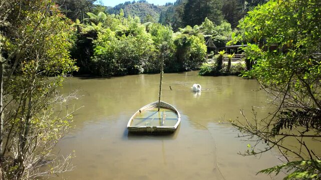 Swan Near Sunken Rowboat In Quiet Forest Pond