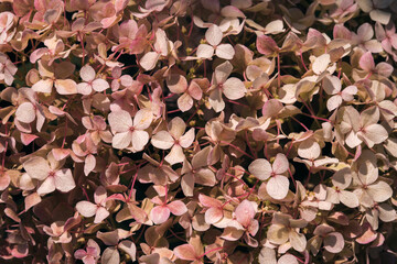 A closeup shot of a pink Hortensia .Flowers background.