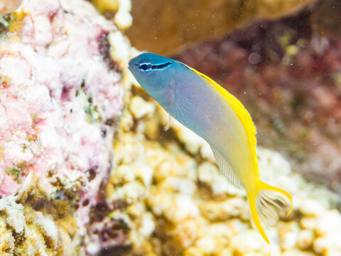 オウゴンニジギンポ, イソギンポ科,
Forktail blenny, Meiacanthus atrodorsalis,
美しいサンゴ礁と熱帯魚の群れ。
嘉比島沖縄県
島尻郡慶良間諸島座間味島-2025
沖縄本島から40km西方の諸島。30以上の島嶼群全体が国立公園に指定。珊瑚礁の青い海と白い砂浜は世界屈指の美。貴重な動植物が多数生息。
