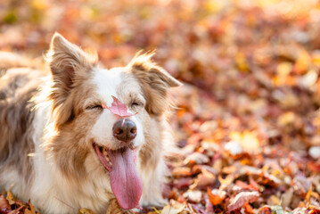 Happy australian shepherd dog with leaf on the nose lying in leaves in autumn park. Empty space for text