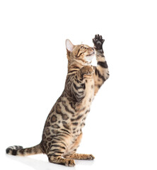 Playful bengal cat standing on hind legs in side view and looking up on empty space. Isolated on white background