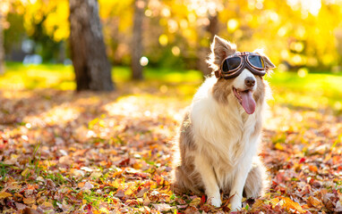 Funny  Border Collie dog wearing vintage motorbike glasses sitting at sunny autumn park. Empty space for text
