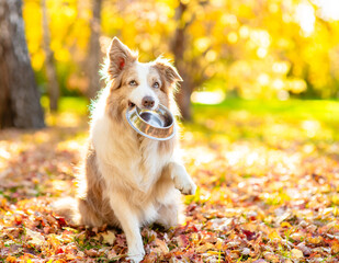 Hungry Australian shepherd dog holding a bowl in its mouth at sunny autumn park. Empty space for text