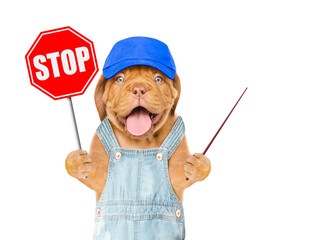 Happy Mastiff puppy wearing blue cap and overalls showing stop sign and pointing away on empty space. Isolated on white background