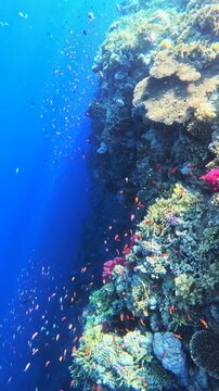 Vertical coral reef wall with tropical fish in deep blue sea