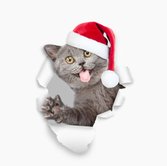 Surprised happy cat with tongue out wearing red santa hat looking through the hole in white paper