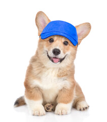 Happy Pembroke Welsh Corgi puppy wearing blue cap looking at camera. isolated on white background