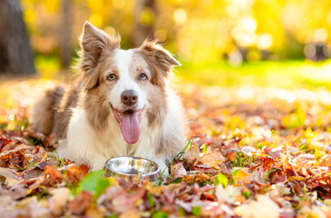 Hungry Border Collie puppy lying with empty bowl on fallen leaf at autumn park and waiting for feeding. Empty space for text